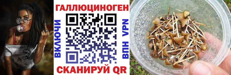 Галлюциногенные грибы Psilocybe  Беломорск 